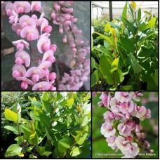 Hardenbergia Rosea x 1 Plants Pink Flowering Happy Wanderer Coral Pea Native Sarsaparilla Vines Garden Hardy Drought Frost Rock Garden Rockery violacea